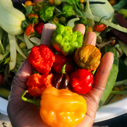 Mixed Color Hot Pepper Seeds • 100% Fresh and Organic