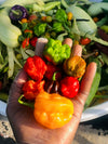 Mixed Color Hot Pepper Seeds • 100% Fresh and Organic