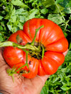 organic Tomatoes Seeds Mix