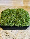 Organic Micro-greens Seeds 2 Oz