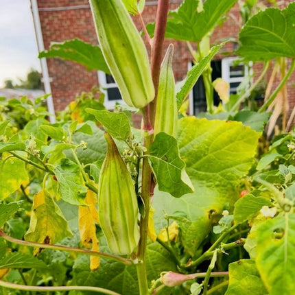 Heavy Hitter Okra Seeds, Heirloom Super Prolific. Open Pollinated. African Okra