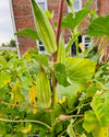 Heavy Hitter Okra Seeds, Heirloom Super Prolific. Open Pollinated. African Okra