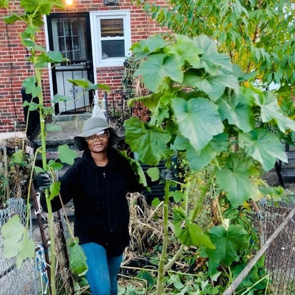 Heavy Hitter Okra Seeds, Heirloom Super Prolific. Open Pollinated. African Okra