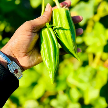 Heavy Hitter Okra Seeds, Heirloom Super Prolific. Open Pollinated. African Okra