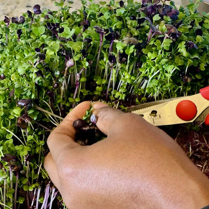 Organic Micro-greens Seeds 2 Oz