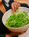 Organic Micro-greens Seeds 2 Oz