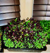 Organic Micro-greens Seeds 2 Oz