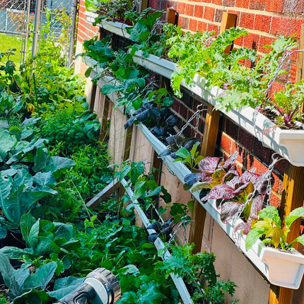 Organic Kale Seeds Mix