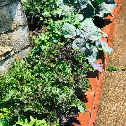 Organic Kale Seeds Mix