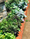 Organic Kale Seeds Mix