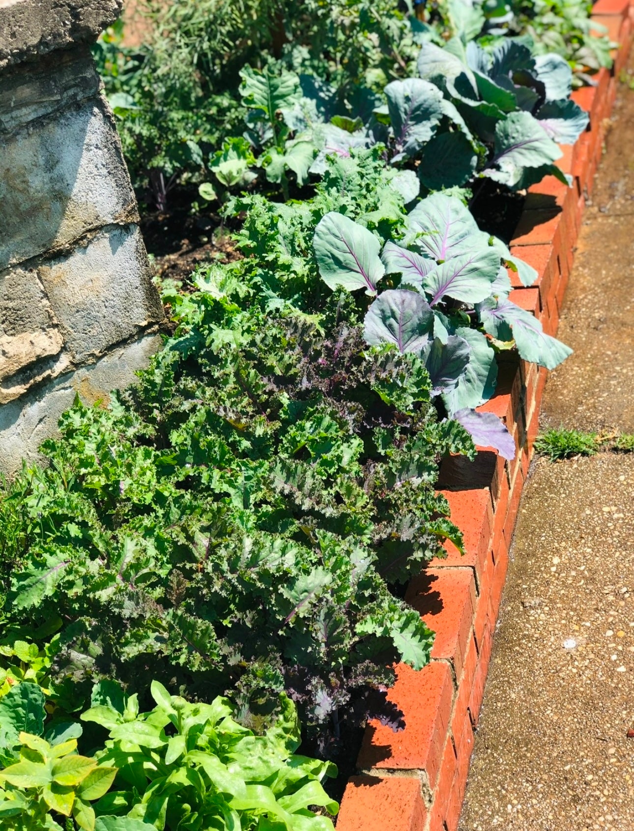 Organic Kale Seeds Mix