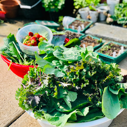 Organic Kale Seeds Mix