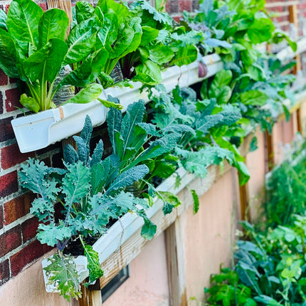 Organic Kale Seeds Mix