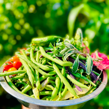 Organic Bush Beans Seeds MIX