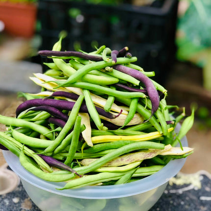 Organic Bush Beans Seeds MIX