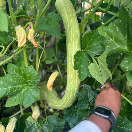 Summer Italian Zucchino