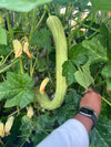 Summer Italian Zucchino