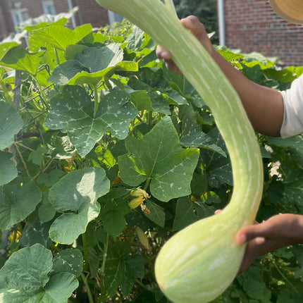 Summer Italian Zucchino