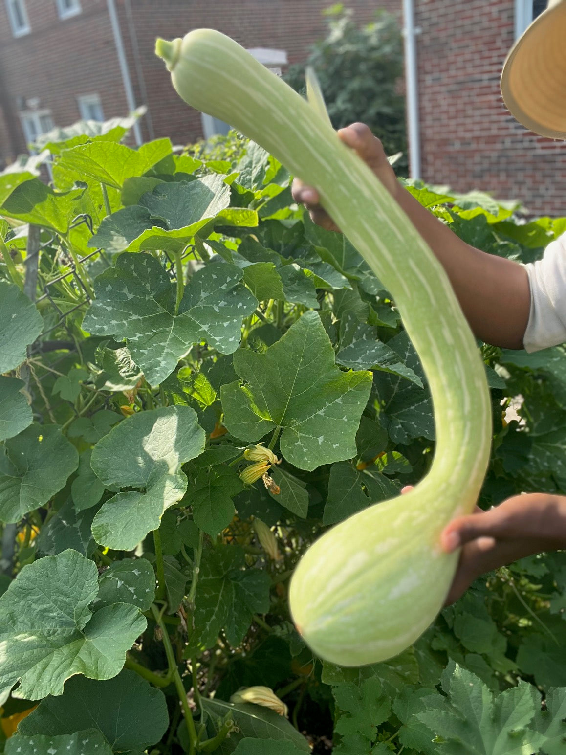 Summer Italian Zucchino