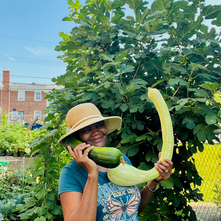 Summer Italian Zucchino