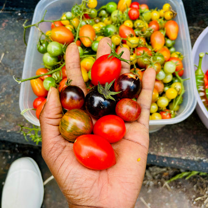 organic Tomatoes Seeds Mix