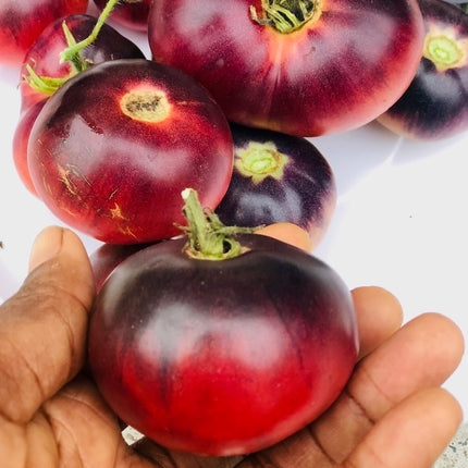 organic Tomatoes Seeds Mix