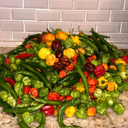 Mixed Color Hot Pepper Seeds • 100% Fresh and Organic