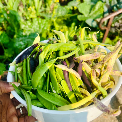 Organic Bush Beans Seeds MIX