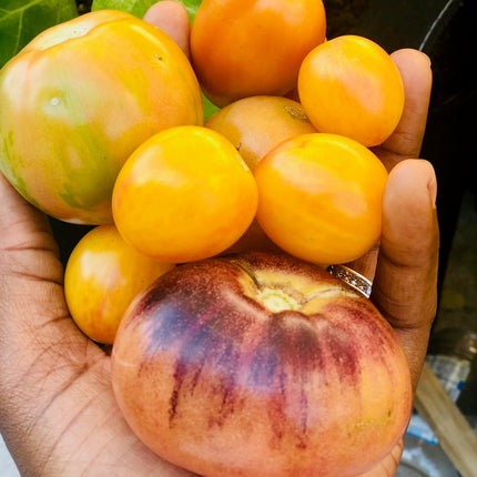 organic Tomatoes Seeds Mix