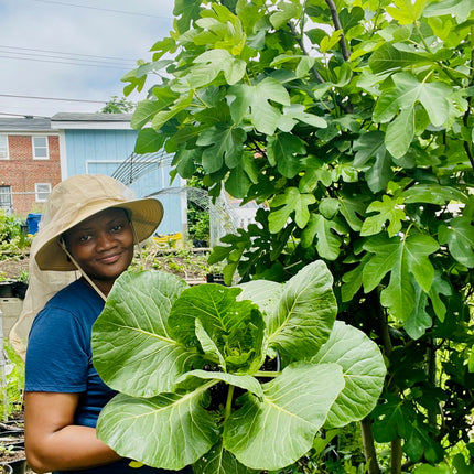 Organic Georgia Collard Greens Seeds