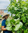 Organic Georgia Collard Greens Seeds