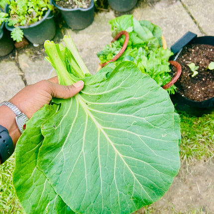 Organic Georgia Collard Greens Seeds