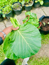 Organic Georgia Collard Greens Seeds